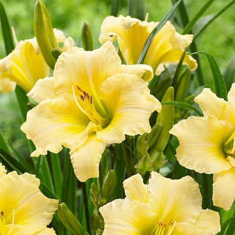 PRICES MAY VARY. PREMIUM BULBS: Package contains 3 Premium Hybrid Lilies Bulbs. Large bulbs size No 1 ALL SUMMER PERENNIAL: Compact perennial daylily has creamy textured yellow blooms consistently from mid summer through early autumn. GREAT FOR SMALL SPACES: It is a neat and tidy perennial best suited for perennial garden beds, borders, containers and mass planting. EveryDaylily Cream grows 12-15" tall with a similar spread. PLANTING FOR BEST RESULTS: For best results plant in full sun to partia Pretty Yellow Flowers, Soft Yellow Flowers, Yellow Lily Aesthetic, Yellow Lilies Aesthetic, Mass Planting, Butterflies And Hummingbirds, Yellow Asiatic Lilies, Wedding Binder, Lily Bulbs