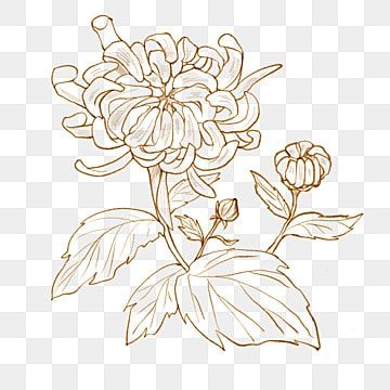 Chrysanthemum Illustration Simple, Chrysanthemum Art Nouveau, Chrysanthemum Illustration, Chrysanthemum Art, Chrysanthemum Flower Drawing, Chrysanthemum Drawing, Chrysanthemum Flower Tattoo, Fleurs Art Nouveau, Japanese Chrysanthemum