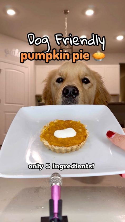 171K views · 332 shares | On today’s episode of mini mic #ASMR: Dog friendly pumpkin pies 🥧 🐾 It is now holiday pie season! This 5 ingredient recipe is so easy! It is even good for humans 🤭 I would have never thought a banana would be good in pumpkin, but I taste tested and it was so good 😍 Dog Friendly Pumpkin Pie Recipe -1 and 3/4 cup of oat flour -3/4 cup of unsweetened applesauce -1 cup pumpkin -1 banana optional spoonful Greek yogurt! Need- mini tart or mini pie molds Pulse oats in blender or food processor Mix oats and applesauce, put into mold. Bake crust for 10 mins at 350 degrees. Let cool. Mash banana and stir in cup of pumpkin. Add filling to pie crust, optional yogurt topping, and serve! #thanksgiving #pumpkinpie #pie #holiday #dogfriendly #dogsofinstagram #healthyt Doggie Pumpkin Pie, Dog Pumpkin Pie, Mic Asmr, Oat Flour Pie Crust, Holiday Pie, Pie Mold, Yogurt Toppings, No Bake Pumpkin Pie, Mini Pie