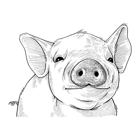 Vector cute pig hand drawn illustration | Premium Vector #Freepik #vector #cartoon-art #doodle-illustration #pig-illustration #cartoon-sketch Pig Drawing Easy, Pig Sketch, Animal Features, Arte Aesthetic, Pig Drawing, Art Eras, Pig Illustration, Animal Drawings Sketches, Pig Art