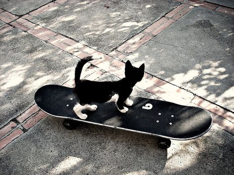 Cat Skateboard, Cat Aesthetic, Silly Cats, Cat Pics, Skateboarding, Cat Memes, Fur Babies, Cats And Kittens, Cute Cat