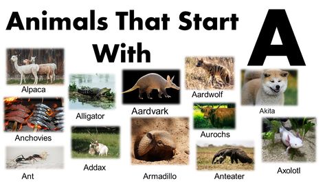 African Civet, African Bullfrog, African Clawed Frog, Australian Bulldog, Carnivorous Animals, African Forest Elephant, African Bush Elephant, Alphabet Animals, Bat Species