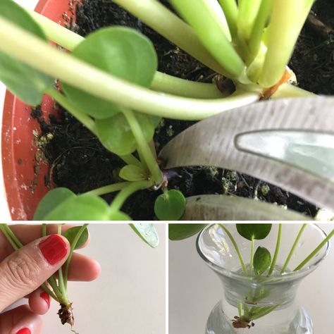 How to Propagate Your Plants: Three Easy Ways to Make Two Plants Out of One — La Résidence · Plant Care Tips and More Propagate Chinese Money Plant, Money Plant Propagation, Propagate Pilea, Propagate In Water, Chinese Money Plant Care, Money Plant Care, Pilea Plant, Dollar Plant, Propagate Plants