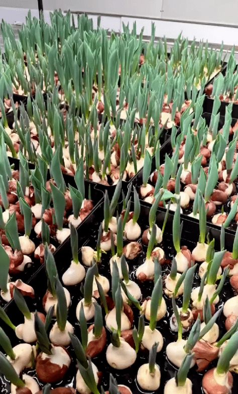 Hydroponic Tulip Bulbs: What You Need To Know Forcing Tulip Bulbs Indoors, Growing Tulips Indoors, Growing Bulbs Indoors, Tulip Care, Spring Bulbs Garden, Growing Tulips, Growing Bulbs, Lily Bulbs, Tulip Bulbs