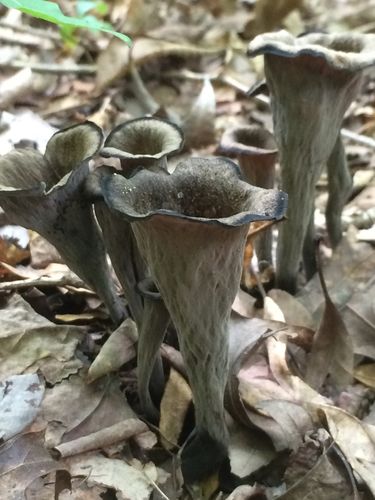 Plant Cosplay, Fungi Species, Black Trumpet Mushrooms, Trumpet Tattoo, Mushroom Stuff, Trumpet Mushrooms, Lobster Mushroom, Cauliflower Mushroom, Edible Fungi