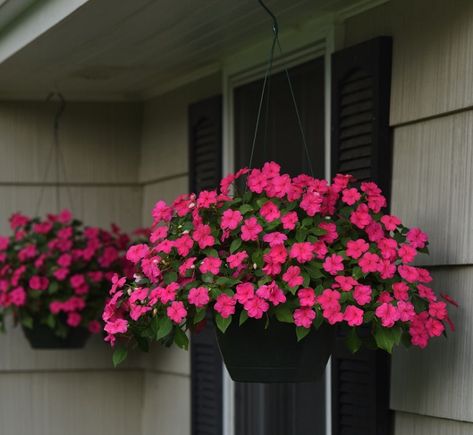 Impatiens Hanging Basket, Plants For Balcony, Hanging Basket Ideas, Impatiens Flowers, Balcony Flowers, Patio Pots, Flower Baskets, Hanging Flower Baskets, Plants For Hanging Baskets