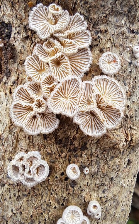 Schizophyllum commune Schizophyllum Commune, Garden Mushrooms, Slime Mould, Patterns In Nature, Slime, Stuffed Mushrooms, Art, Nature