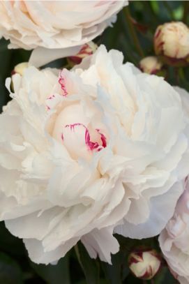 RHS advice & tips on garden & indoor plants | Plant finder & selector / RHS Gardening Peony Farm, Hampton Court Palace Gardens, Peony Leaves, Paeonia Lactiflora, Garden Indoor, Garden Types, Herbaceous Perennials, Plant Health, Chelsea Flower