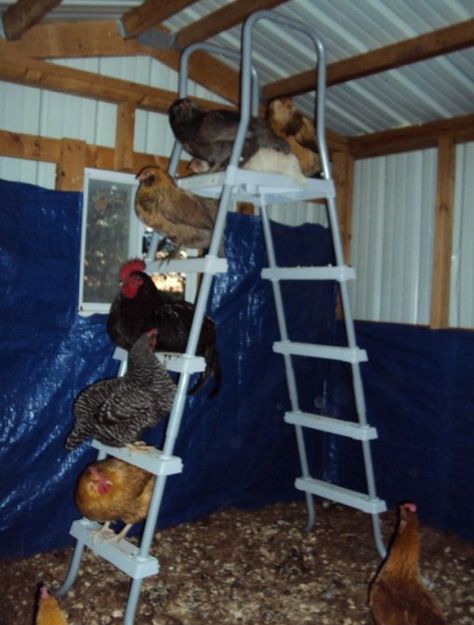 Top 10 Ways To Recycle and Reuse Ladders Repurpose Ladder, Chicken Playground, Chicken Roost, Chicken Coup, Chicken Tractors, Chicken Life, Best Chicken Coop, Backyard Flocks, Keeping Chickens