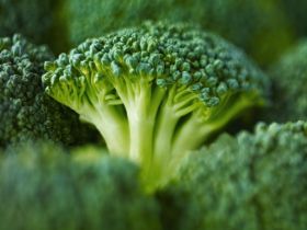 Organic Food Sales on the Rise How To Make Broccoli, Raw Broccoli, Broccoli Seeds, Food Swap, Baked Vegetables, Broccoli Recipes, Green Vegetables, Fruit And Veg, Fruits And Veggies