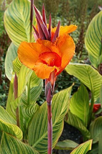 2 Semi Dwarf Canna Lily - Pretoria - Bulbs/Roots/Rhizomes/Tubers/Plants Cana Lilies, Cana Lily, Canna Bulbs, Canna Flower, Canna Lily, Lily Bulbs, Patio Plants, East Tennessee, Pretoria