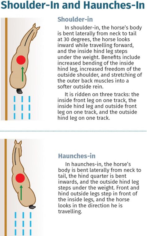 Dressage Exercises Training, Horse Training Ground Work, Riding Ideas, Dressage Exercises, Horse Training Exercises, Canadian Horse, Horseback Riding Tips, Exercise Science, Horse Markings