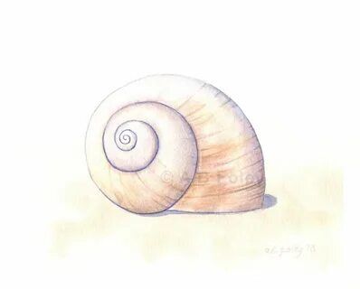 Moon Snail Shell, Shell Drawings, Moon Snail, Seashell Illustration, Shell Artwork, Shell Drawing, Painting Moon, Shell Tattoos, Seashell Painting