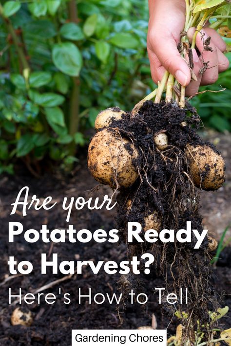 Harvest Potatoes, Growing Potatoes In Containers, How To Harvest Potatoes, Growing Potatoes In The Fall, Harvesting Potatoes In Containers, When To Harvest Sweet Potatoes, Potato Harvesting, How Do You Know When To Harvest Sweet Potatoes, Can You Plant Potatoes In The Fall