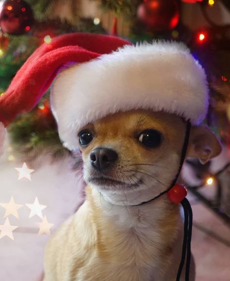 Christmas Puppy Pictures, Dog Xmas, Cute Chihuahua, Chihuahua Love, Christmas Puppy, Chihuahua Puppies, Chihuahua Dogs, Puppy Pictures, Pet Costumes