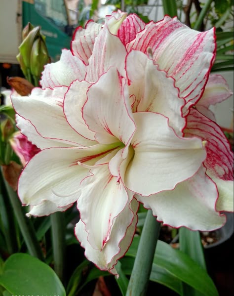 Amaryllis Flowers Aesthetic, Amarilis Flower, Amaryllis Plant, Plant Bulbs, Amaryllis Flowers, Balcony Decoration, Amaryllis Bulbs, Day Lilies, Garden Bulbs