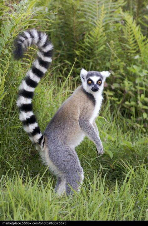 Madagascar Animals, Capuchin Monkeys, Ring Tailed Lemur, Forest Ring, Wild Creatures, Wild Dogs, Domestic Cat, Wildlife Animals, Primates