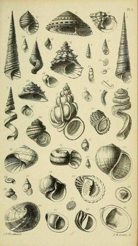 Sealife Tattoos, Seashell Drawing, Shell Drawing, Scientific Drawing, Science Illustration, Scientific Illustration, Wow Art, Arte Animal, Sealife