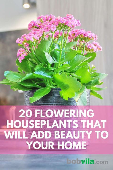 Flowering Indoor Plants Houseplants, Best Flowering House Plants, Flowering Plants Indoor, Easy To Grow Indoor Plants, House Plants With Flowers, Flowering House Plants Indoor, Best Indoor Flowering Plants, House Flowers Indoor, Indoor Potted Flowers