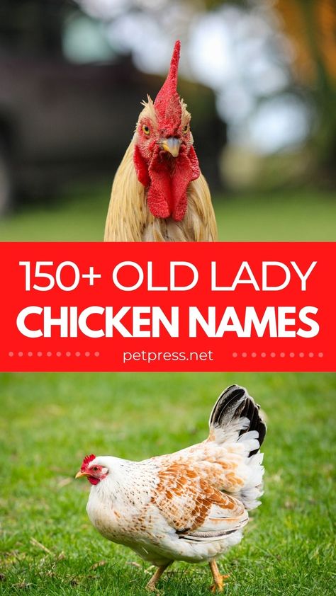 150+ Old Lady Names for a Chicken: The Best Names for Your Hen Old Lady Names For Chickens, Cute Chicken Breeds, Old Lady Chicken Names, Cute Names For Chickens, Hen Names Pet Chickens, Calico Princess Chicken, Chicken Names Hens Funny, Chicken Coop Names Clever, Chicken Names Funny