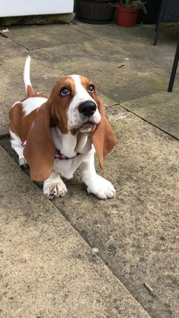 Basset Hound on Instagram: "💛Puppy woofs 🎬: Tiktok / @bassetronald ( ❗ Important: Contact the owner first to use this photo​​​​​​​​ ⚠️ All rights® are reserved & belong to the photo owners. ​​​​​​​​) ============= 🤜 Follow Like Share and Comment 🔔 Turn Post Notification On * Follow our to see Pictures/Videos every day 👉 Get gifts by the link attached in the bio ❤️. Thank you so much 💟💟💟 - - #bassethoundfriends #bassethoundsofinsta #bassethoundmix #bassethoundofig #bassethoundpuppies #ba Baby Basset Hound, Puppy Meme, Hound Dog Puppies, Basset Hound Rescue, Basset Puppies, Basset Hound Mix, Wag Dr, Basset Hound Beagle, Basset Hound Puppy