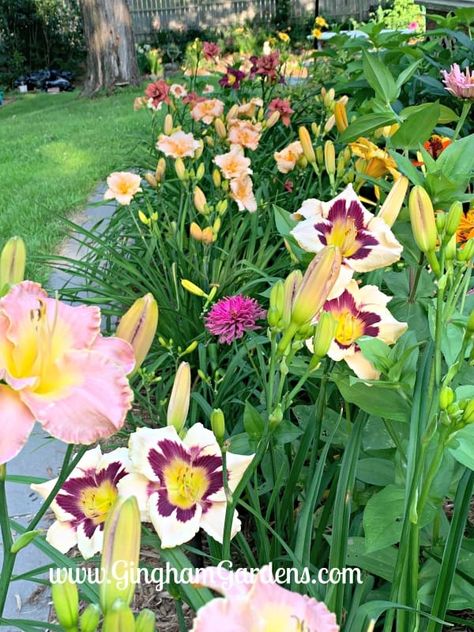 Daylilies are a must have in a Summertime Flower Garden. Enjoy a Home Garden Tour with lots of flower garden pictures and flower garden ideas, including plant combinations and color schemes. #cuttinggardens #daylilies Lilly Garden Layout, Flower Garden Photos, Lily Flower Bed, Daylillies Landscaping, Lily Garden Ideas Flower Beds, Day Lilies Landscaping, Lilly Garden Ideas, What To Plant With Daylilies, Daylily Garden Design Beds