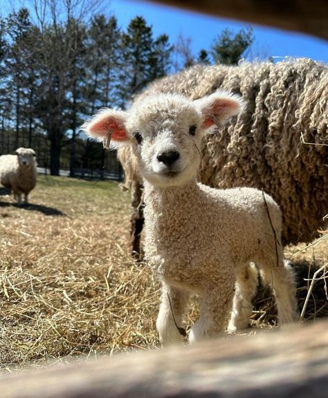 All posts • Instagram Precious Movie, Pet Sheep, Spring Sunshine, Baby Sheep, Synthetic Fibres, Sheep Farm, Sheep And Lamb, Cute Sheep, Farm Scene