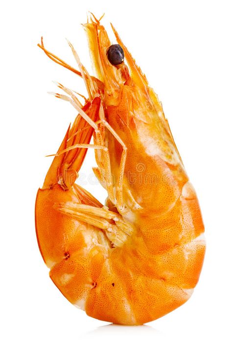 Prawn Fish Images, Shrimp Photography Ocean, Shrimp Image, Shrimp Picture, Shrimp Photography, Seafood Photography, Live Shrimp, Tiger Shrimp, Raw Prawns