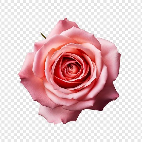 Flowers With Transparent Background, Rosé Hd, Rose Flower Png, Logo Psd, Technology Icon, House Vector, Poster Invitation, Presentation Template Free, Cartoon Clip Art