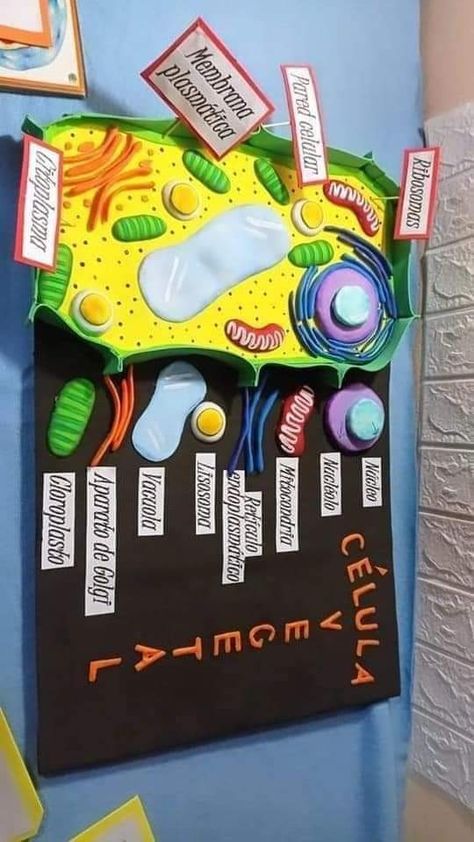 Plant Cell Project Ideas Models, Plant Cells Project Ideas, Plant Cell Project, Cell Model Project, Plant Cell Model, Animal Cell Project, Science Project Models, Science Cells, Cells Project