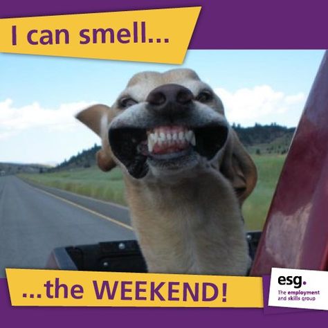 I can smell the weekend! Happy Friday Meme, Sheep Pictures, Friday Dog, Friday Meme, Funny Sheep, Funny Friday Memes, Funny Conversations, Weekend Quotes, Weekend Humor