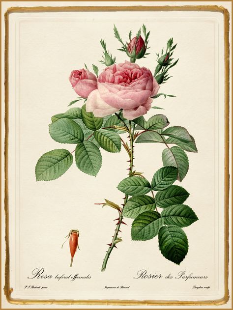 Pierre-Joseph Redouté "Les Roses - Rosa bifera officinalis… | Flickr Roses, Flowers, Green, Pink, White, Art