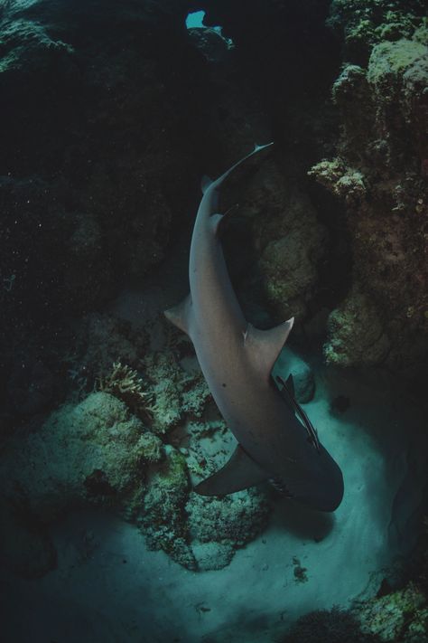 Cairns QLD Australia White Tip Reef Shark, Reef Shark, White Tip, Great Barrier Reef, Cairns, Australia, White