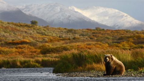 Kodiak Island might not fit your typical image of Alaska; it's more like Montana at the beach Kodiak Brown Bear, Kodiak Alaska, Kodiak Island, Kodiak Bear, Visit Alaska, Denali National Park, Remote Island, North Pole, Archipelago