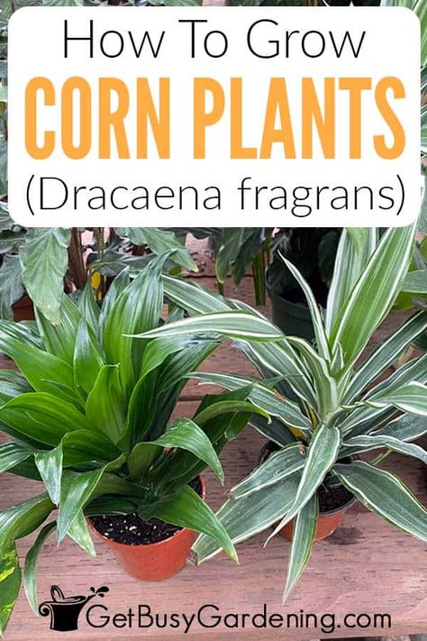 Corn Plant Problems, Corn Plant Indoor Care, Corn Plant Indoor, Corn Plant Care, Dracaena Fragrans, Diy Garden Decor Projects, Growing Corn, Easy Corn, Dracaena Plant