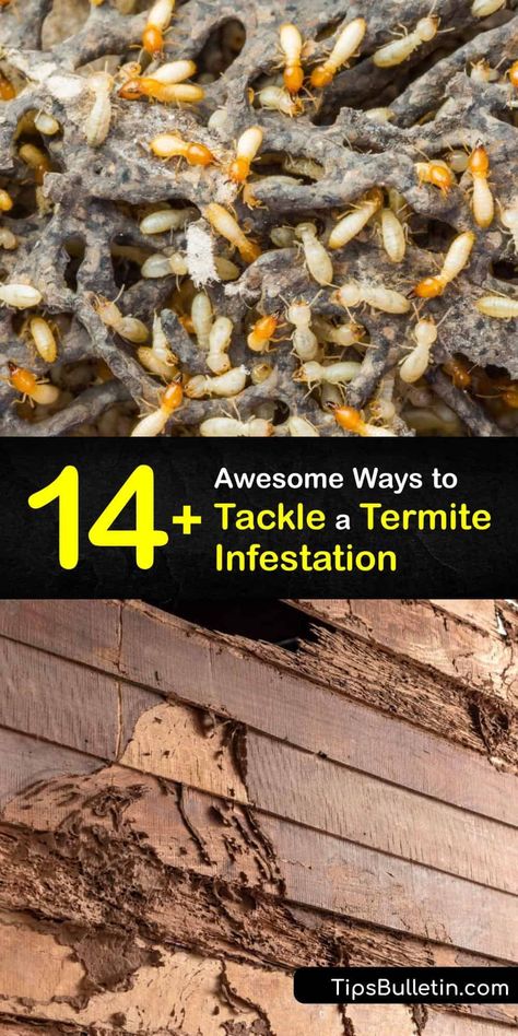 How To Get Rid Of Termites In The House, Termites Diy How To Get Rid Home, Termites Diy How To Get Rid, Flying Termites Diy How To Get Rid, Flying Termites, Drywood Termites, Signs Of Termites, Termite Prevention, Restauration Hardware