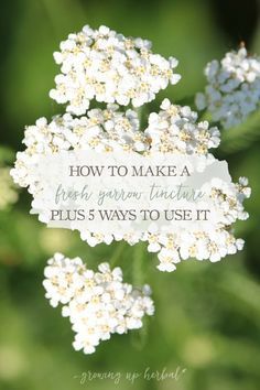 How To Make A Fresh Yarrow Tincture (Plus 5 Ways To Use It) | Growing Up Herbal | If you have yarrow growing nearby, here's how to make a fresh yarrow tincture that you can have on hand for future use. Also included are 5 ways to use it! Yarrow Tincture, Holistic Health Remedies, Herbal Recipes, Herbal Tinctures, Herbal Healing, Herbs For Health, Holistic Remedies, Healing Herbs, Natural Health Remedies