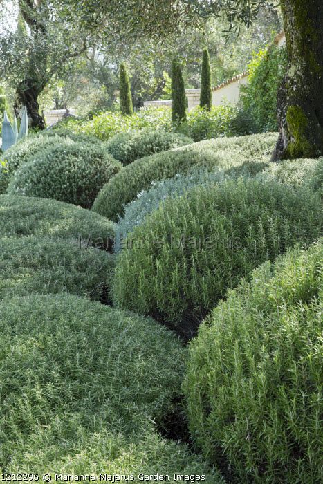 Mediterranean Sloped Garden, Bedroom Plant Aesthetic, Breakfast Plant Based, Westringia Fruticosa, How To Grow Rosemary, Grow Rosemary, Mediterranean Gardens, Mediterranean Garden Design, Provence Garden