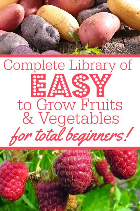 13 Easy To Grow Fruits & Vegetables for Absolute Beginning Gardeners - A Country Girl's Life Best Fruits And Vegetables To Grow, What Should I Grow In My Garden, How To Grow Your Own Vegetables, Easy Foods To Grow, Tomatoe Gardening Ideas, Small Beginner Garden, Garden How To, How To Start A Raised Bed Garden, Easiest Food To Grow