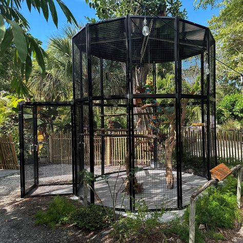 large aviary at Everglades Wonder Gardens zoo Natural Bird Cage, Peacock Enclosure, Bird Aviary Ideas Outdoor, Monkey Enclosure, Bird Enclosure, Zoo Enclosures, Garden Enclosure Ideas, Aviary Ideas, Monkey Cage