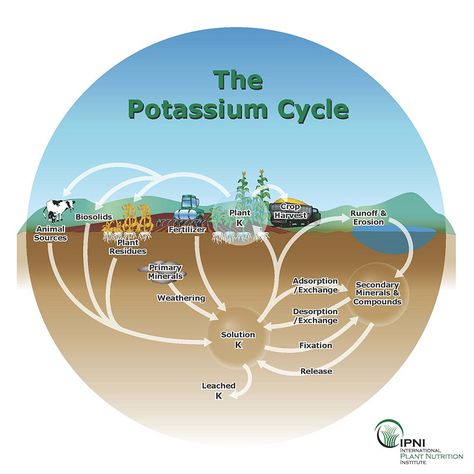 potassium cycle Potassium Deficiency Symptoms, Nutrient Cycle, Plant Biology, Captain Planet, Clay Minerals, Regenerative Agriculture, Crop Production, Plant Tissue, Biology Lessons