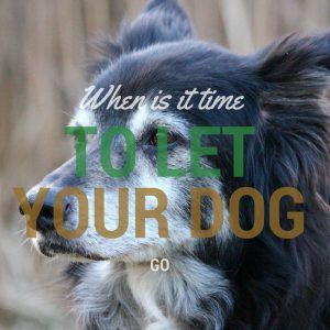 when is it time to let your dog go Dog Last Day, When To Let Go, Elderly Dogs, Dead Dog, Sick Dog, Old Dogs, Senior Dog, Quality Of Life, Dog Health