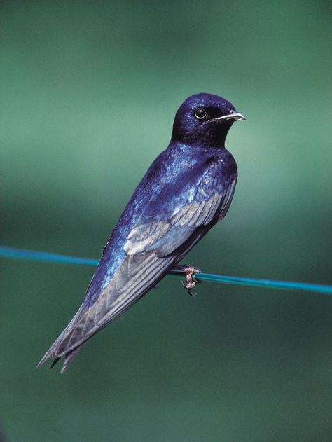 Purple Martin...love these birds Purple Martin Bird, Bird Aesthetic, Martin Bird, Purple Martin, Bird Watcher, Swallows, Backyard Birds, Exotic Birds, Bird Pictures