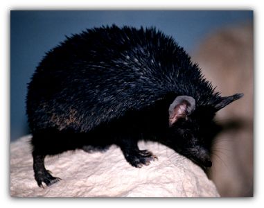 Black Hedgie What Do Hedgehogs Eat, Hedgehog Dilemma, European Hedgehog, Hedgehog Pet Aesthetic, Hedge Hogs, African Pygmy Hedgehog, Hedgehogs, Black Bear, Ferret