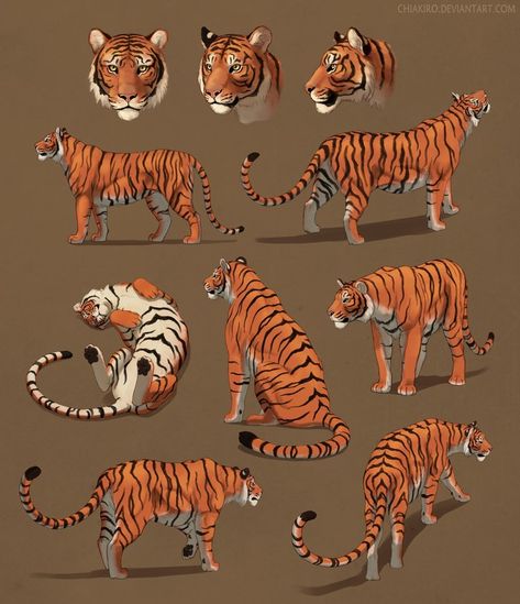 Tigers doing stuff and just hanging out by Chiakiro Tiger Illustration Art, Tiger Reference, Art Tigre, Tiger Sketch, Tiger Drawing, Tiger Illustration, Cat Reference, Big Cats Art, Different Poses