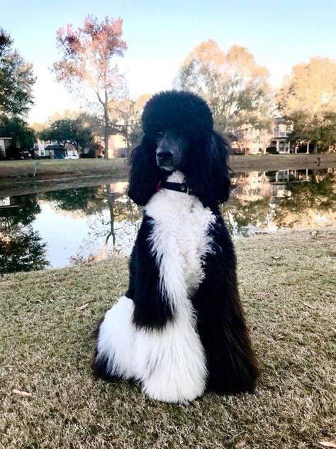 Gorgeous standard poodle, black and white Parti Standard Poodles, Black Poodles Standard, Standard Poodle Parti, Parti Poodle Standard, Black And White Poodle, Party Poodle, Standard Poodle Cuts, Standard Poodle Grooming, Poodle Black