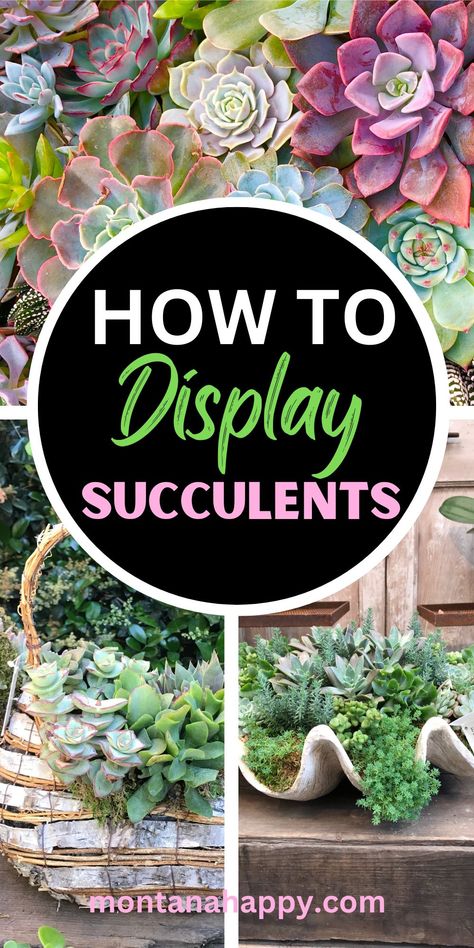 Creative Ways to Display Succulent Plants | Montana Happy Succulent Fountain Ideas, Succulent Potted Plants, Planter With Succulents, Tall Succulent Planter Ideas, Succulent Gardens Ideas, Succulent Plants Ideas, Teacup Succulent Diy, Succulents In Rectangle Planter, Succulent Window Display