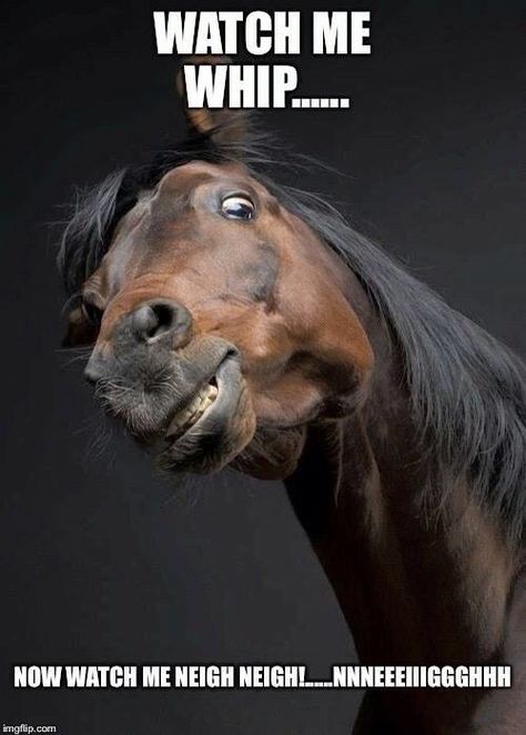 Now watch me whip...now watch me neigh, neigh!!! Horse Puns, Funny Horse Memes, Horse Meme, Horse Quotes Funny, Horse Humor, Funny Horse Pictures, Horse Jokes, Horse Memes, Funny Animals With Captions