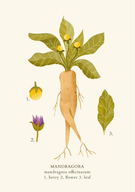 Mandrake Plant, Mountain Kingdom, Forms Of Art, Plant Illustration, Botanical Illustration, Botanical Art, Art Forms, Digital Illustration, Disney Princess