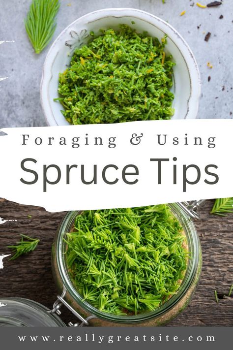 Foraging & Using Spruce Tips Spruce Tips, Foraging Recipes, The Spruce, Infused Oil, Ingredient Substitutions, Connect With Nature, Infused Oils, Recipes To Make, Polish Recipes